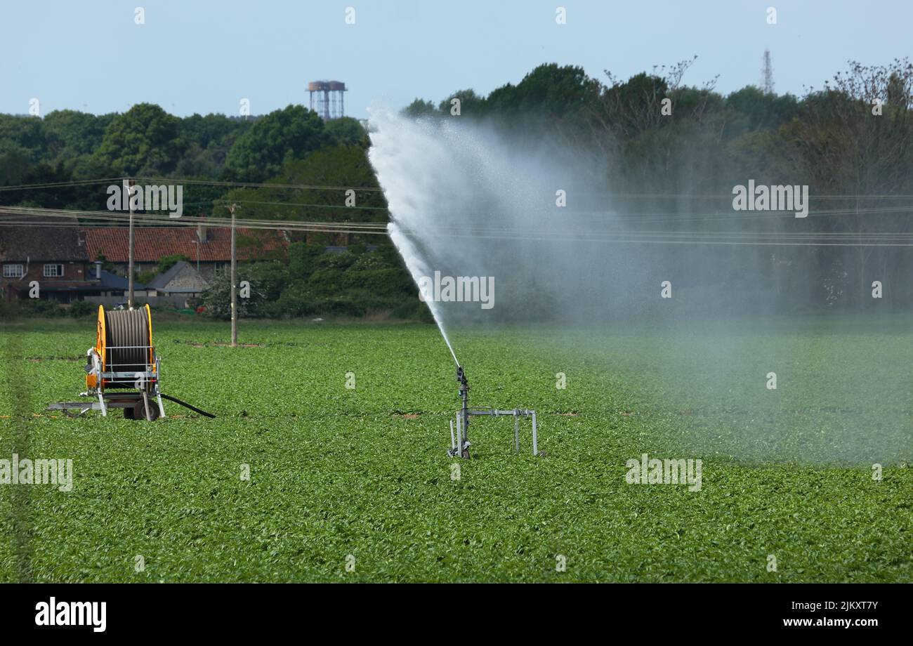 Irrorazione di impianti sprinkler ad acqua in un campo di colture a Suffolk, Inghilterra. Maggio, 2022. Foto Stock