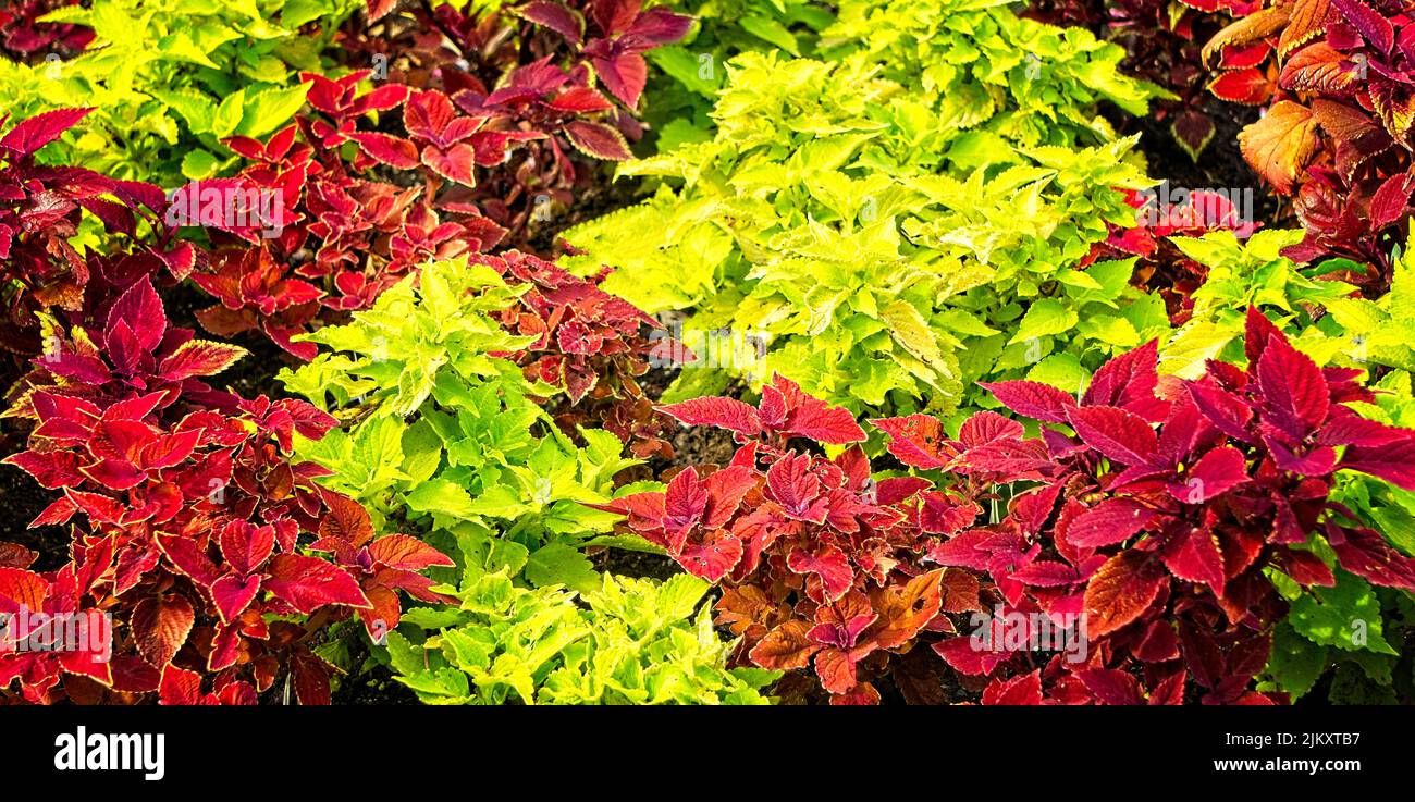 Photinia Calgary Zoo Alberta Foto Stock