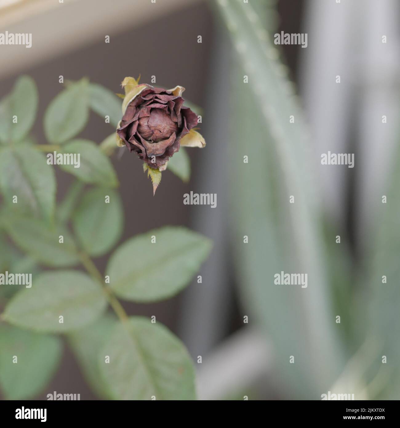 Un primo piano di una rosa in miniatura morta con foglie verdi in un giardino di luce naturale con sfondo sfocato Foto Stock