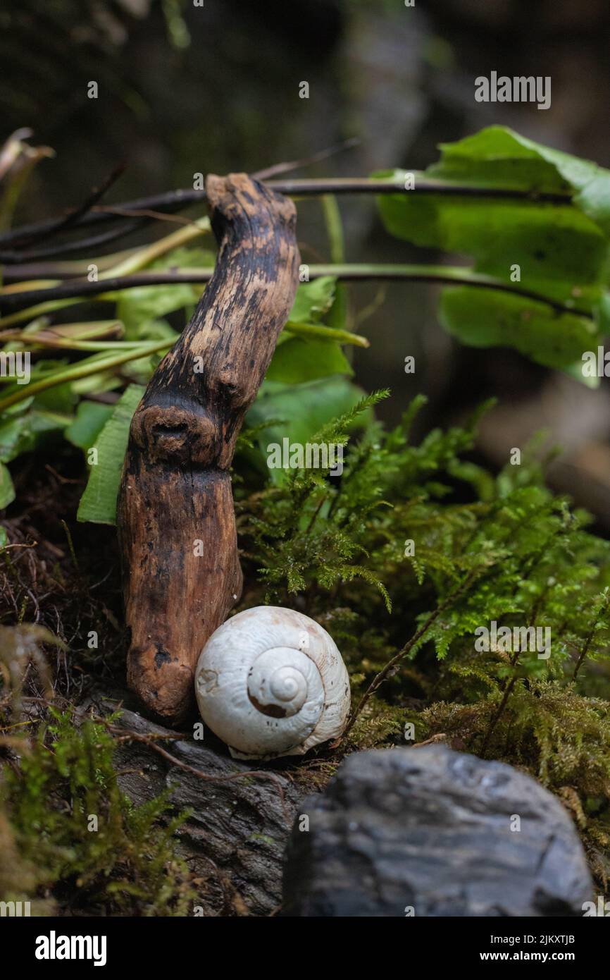 Un colpo verticale di una lumaca bianca sul legno nella foresta Foto Stock