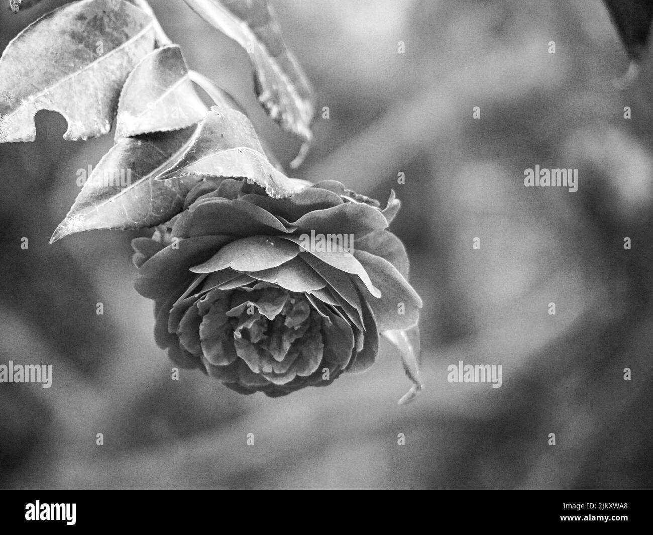 Uno scatto in scala di grigi di una singola rosa bengala sullo sfondo sfocato Foto Stock
