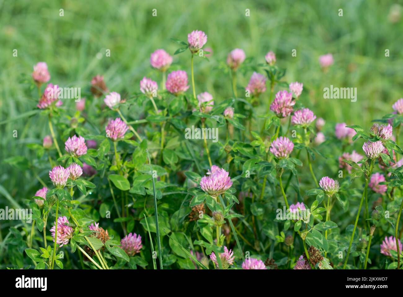 Trifolium pratense, fiori rossi di trifoglio in prato closeup fuoco selettivo Foto Stock