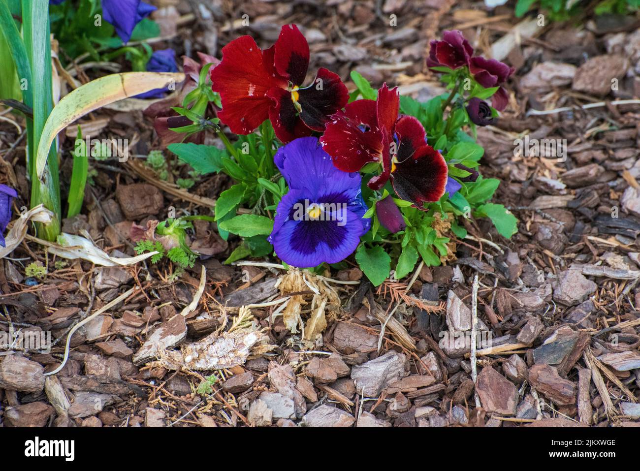Vivide ansie nei giardini botanici Will Rogers in Oklahoma, Stati Uniti Foto Stock