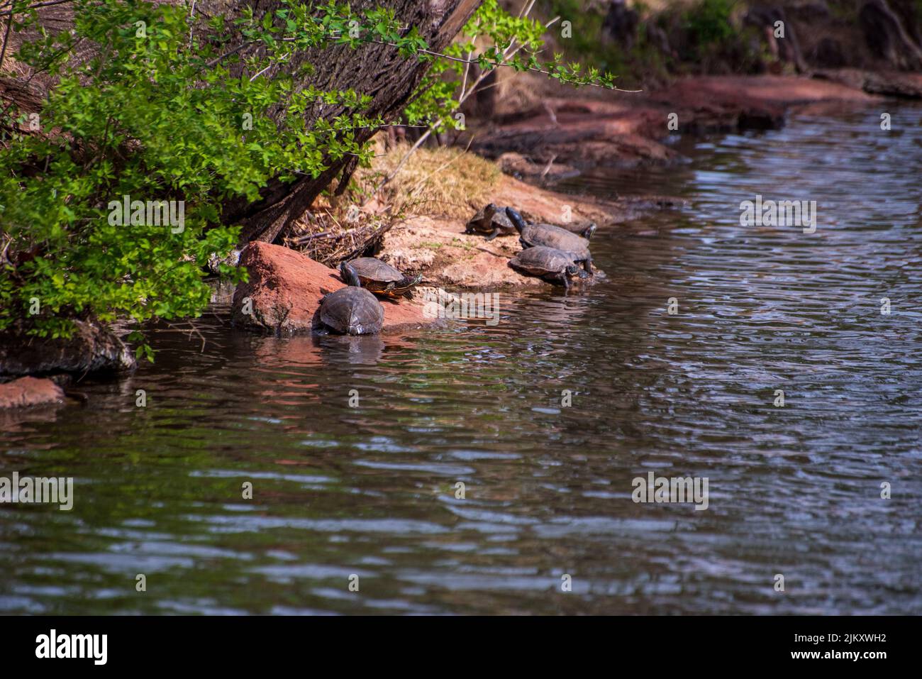 Nuotare le tartarughe nei giardini botanici Will Rogers in Oklahoma, Stati Uniti Foto Stock