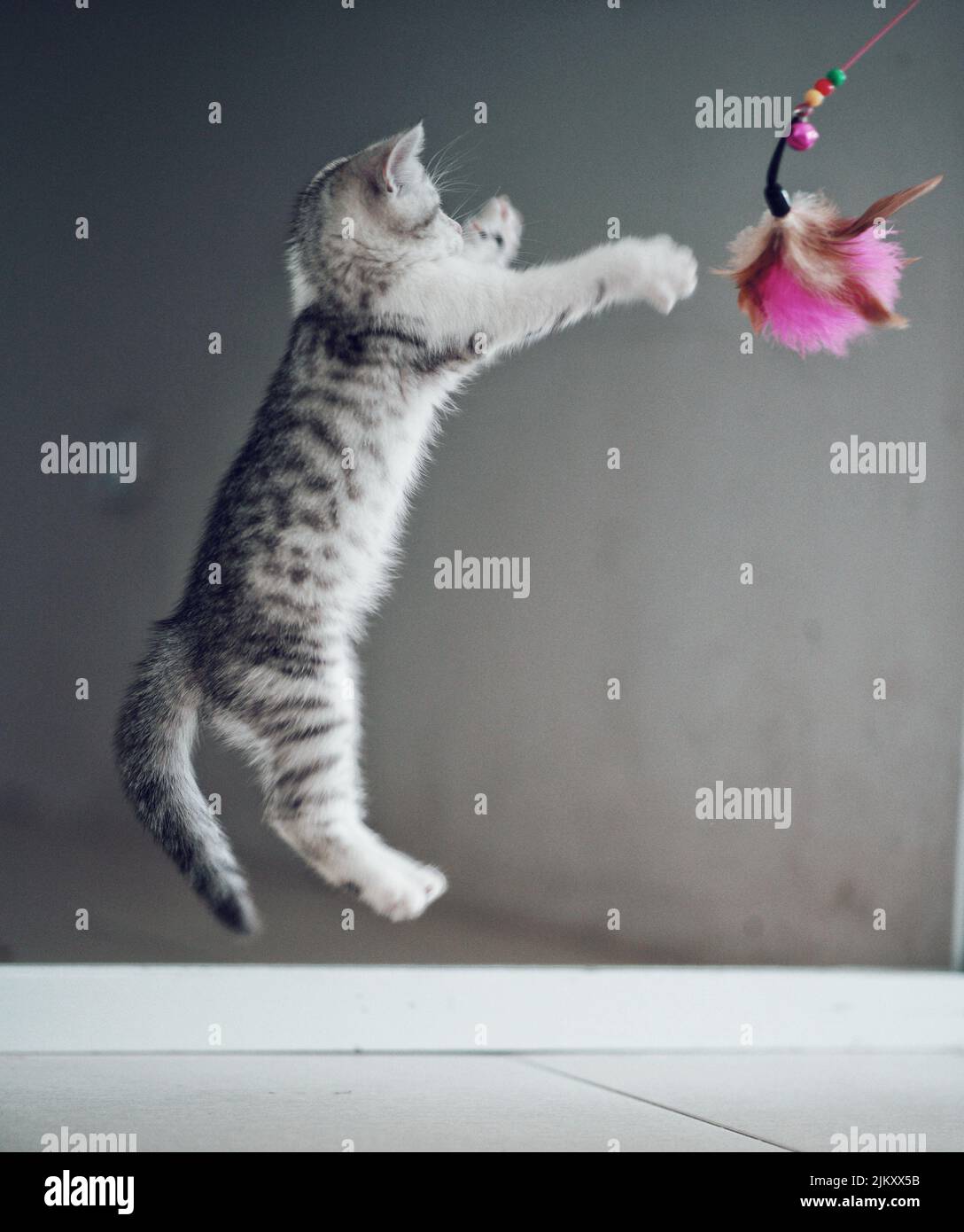 Un gatto grigio carino saltando e giocando con un giocattolo rosa lanuginoso gatto su uno sfondo grigio Foto Stock