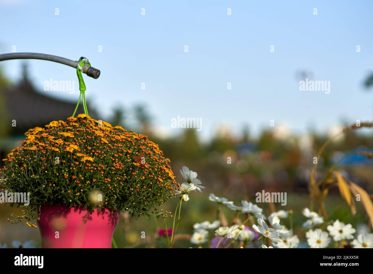 Un fuoco selettivo sparato di piccoli fiori arancioni in un cesto appeso ad un palo in un giardino Foto Stock