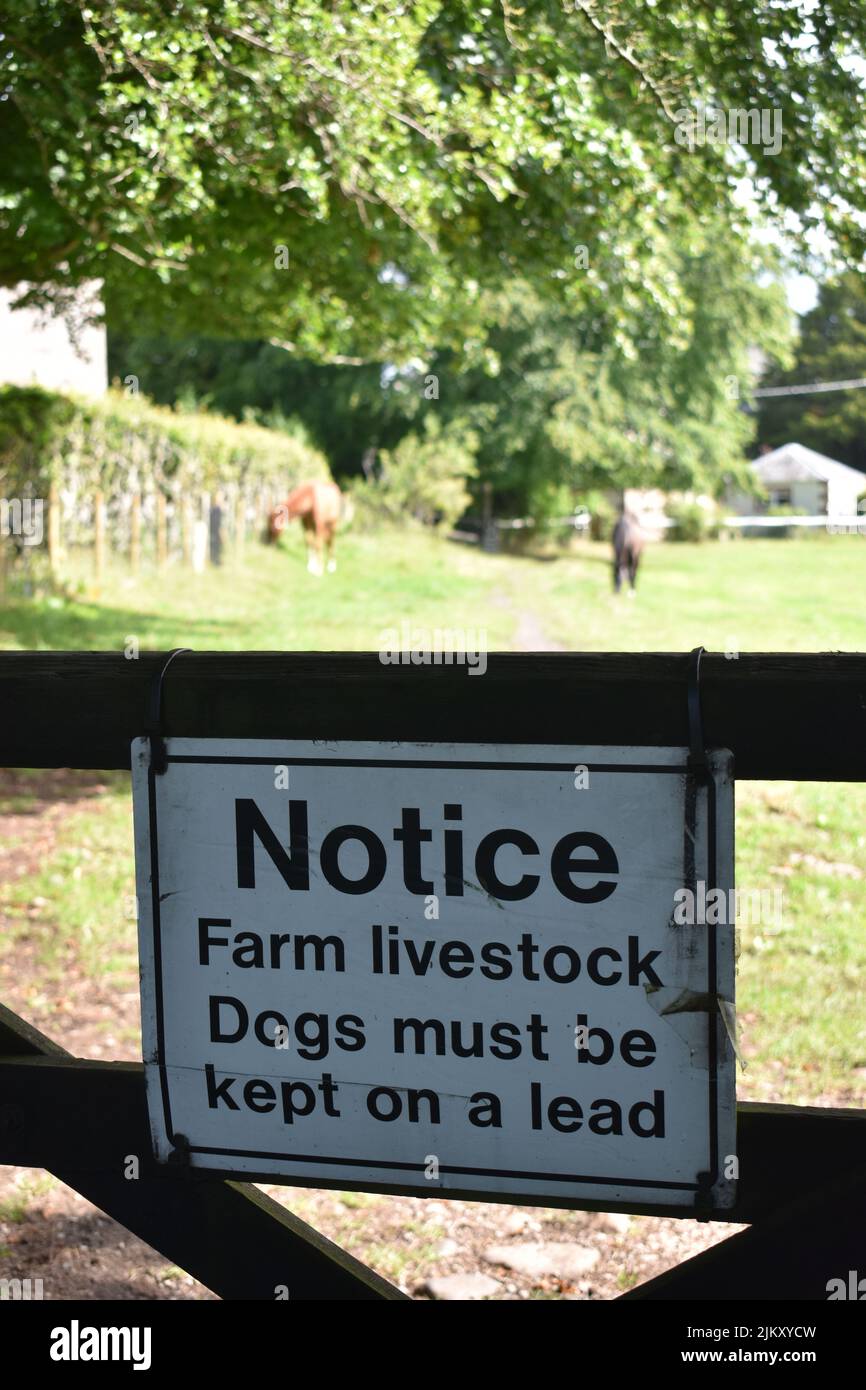 Avviso su un cancello di fattoria: 'Bestiame di fattoria. I cani devono essere tenuti su un piombo 'con spazio per le copie. Foto Stock
