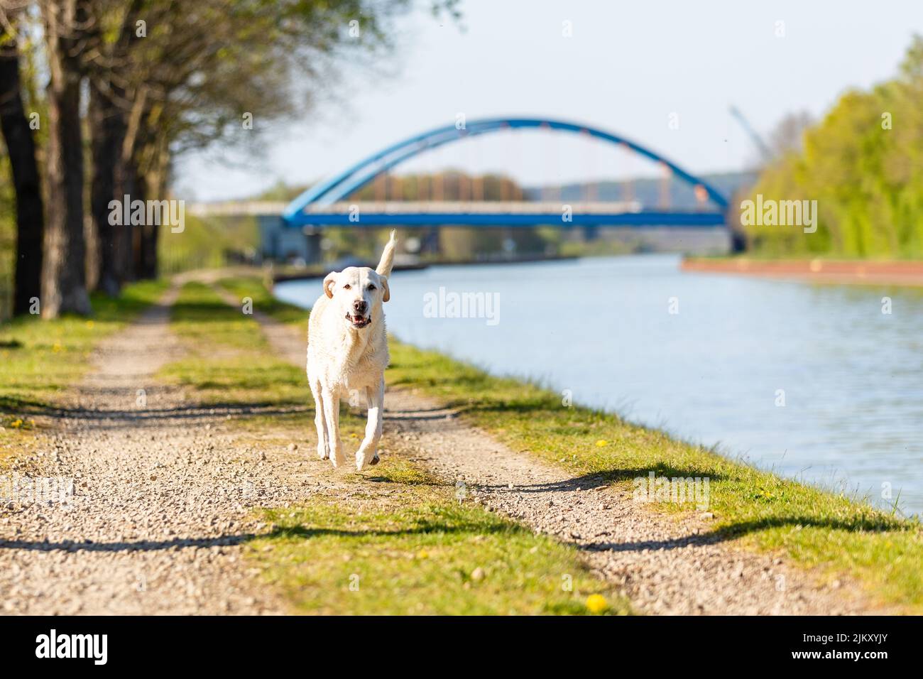 Labrador corre velocemente su un sentiero lungo un canale Foto Stock