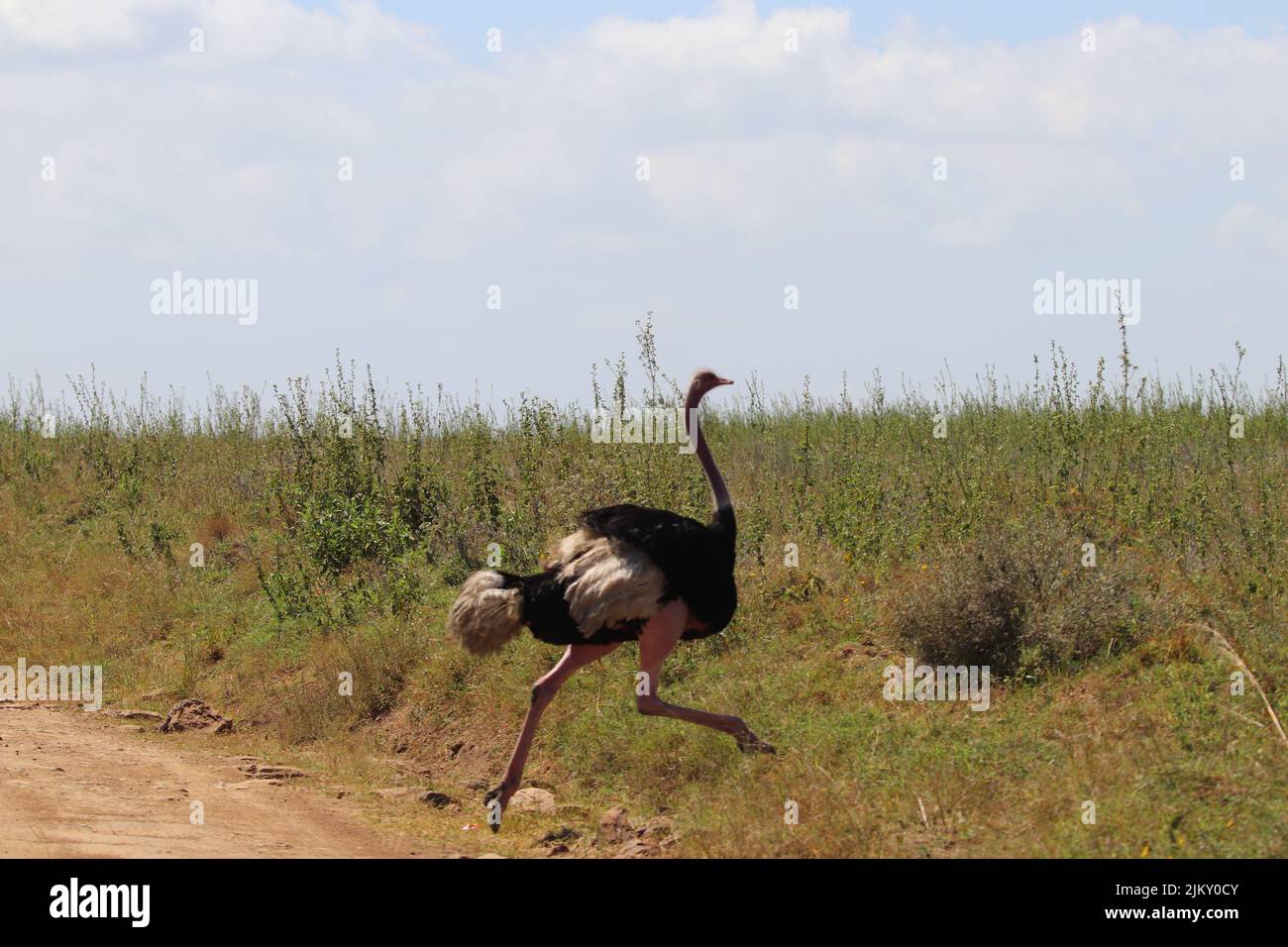 Uno struzzo che corre nel Parco Nazionale di Nairobi a Nairobi, Kenya Foto Stock