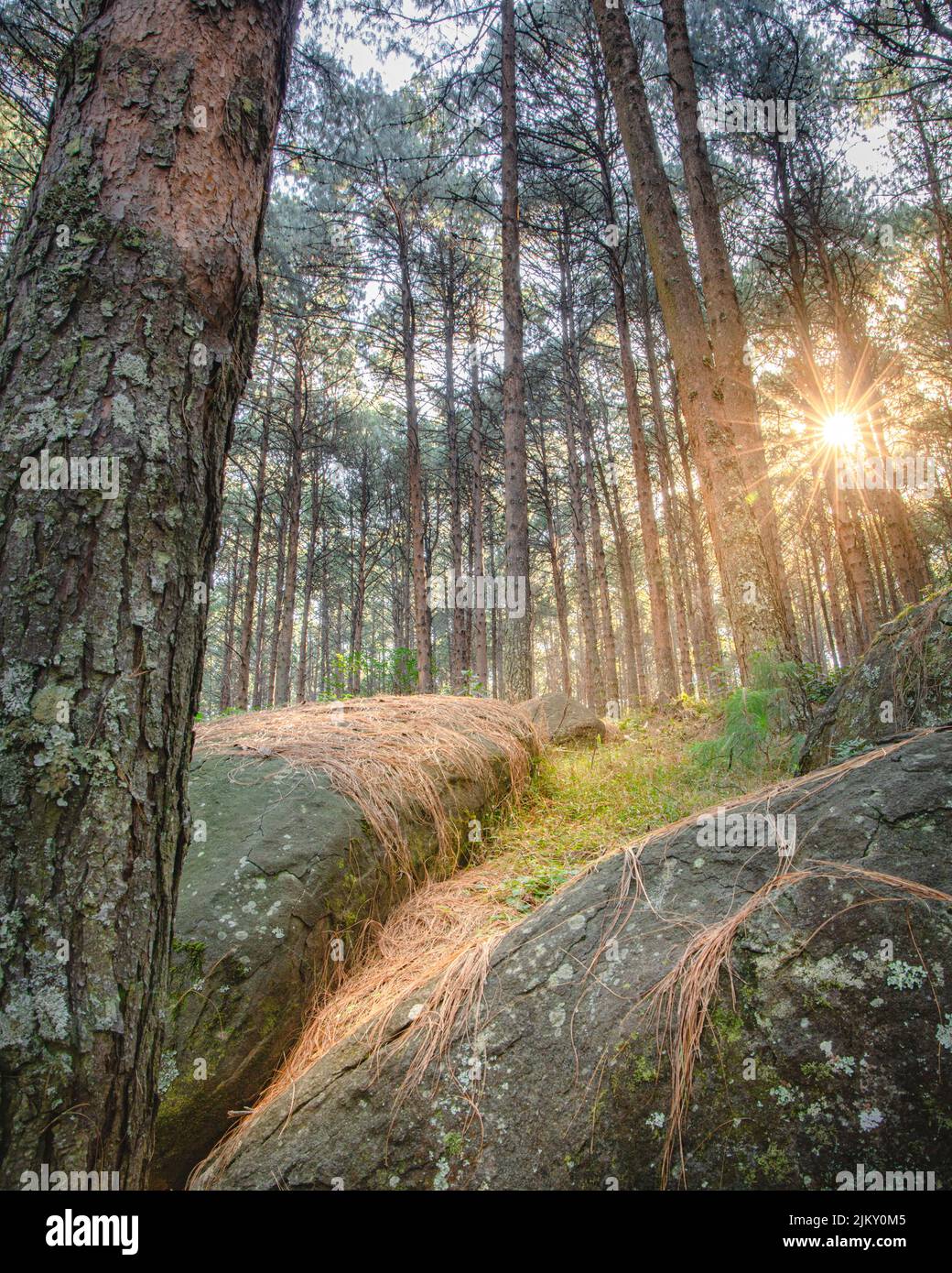 Alba attraverso una pineta Foto Stock