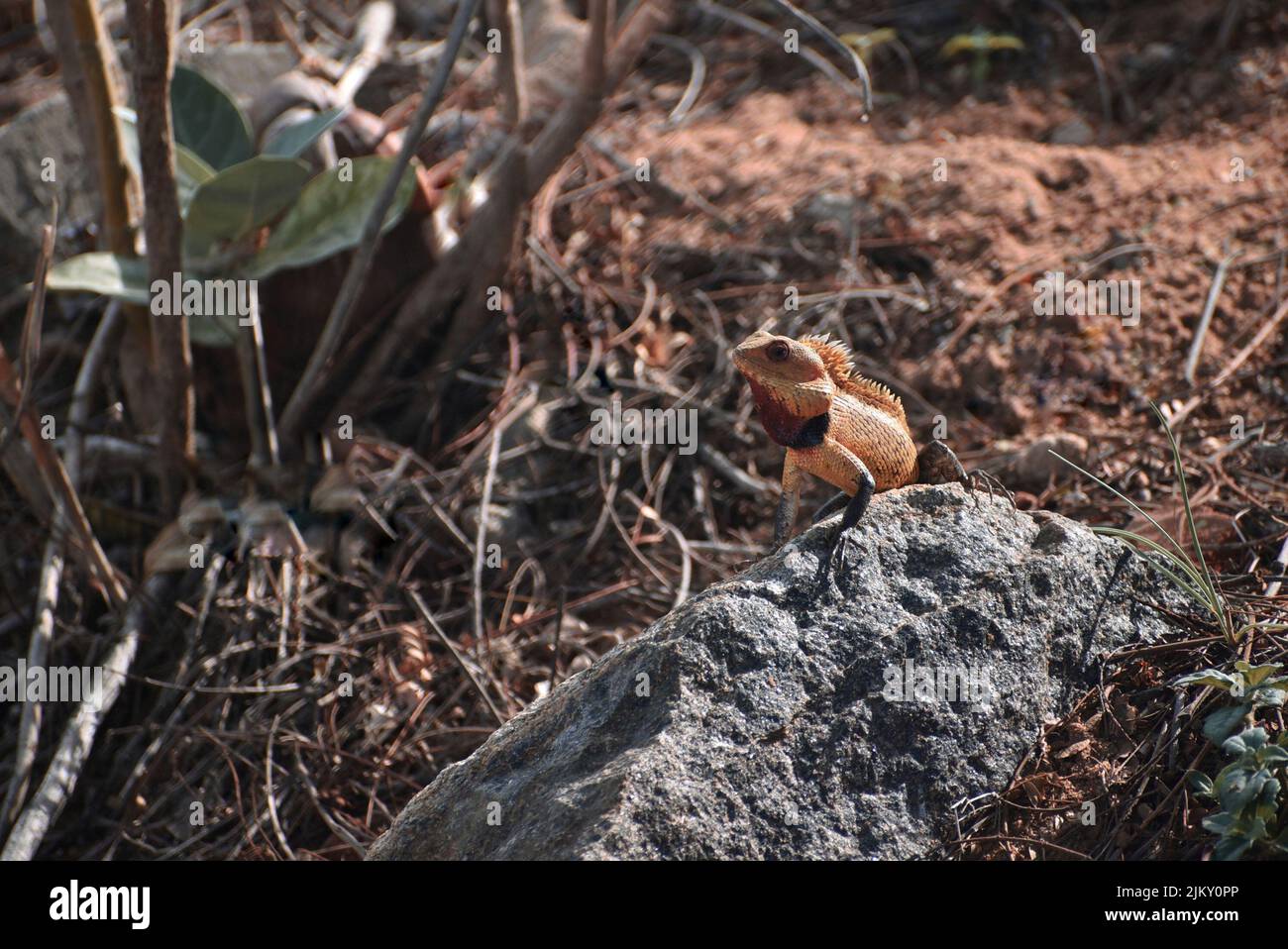 Una vista di un camaleonte indiano (Chamaeleo zeylanicus) nella giungla o nella foresta in una grande roccia grigia Foto Stock