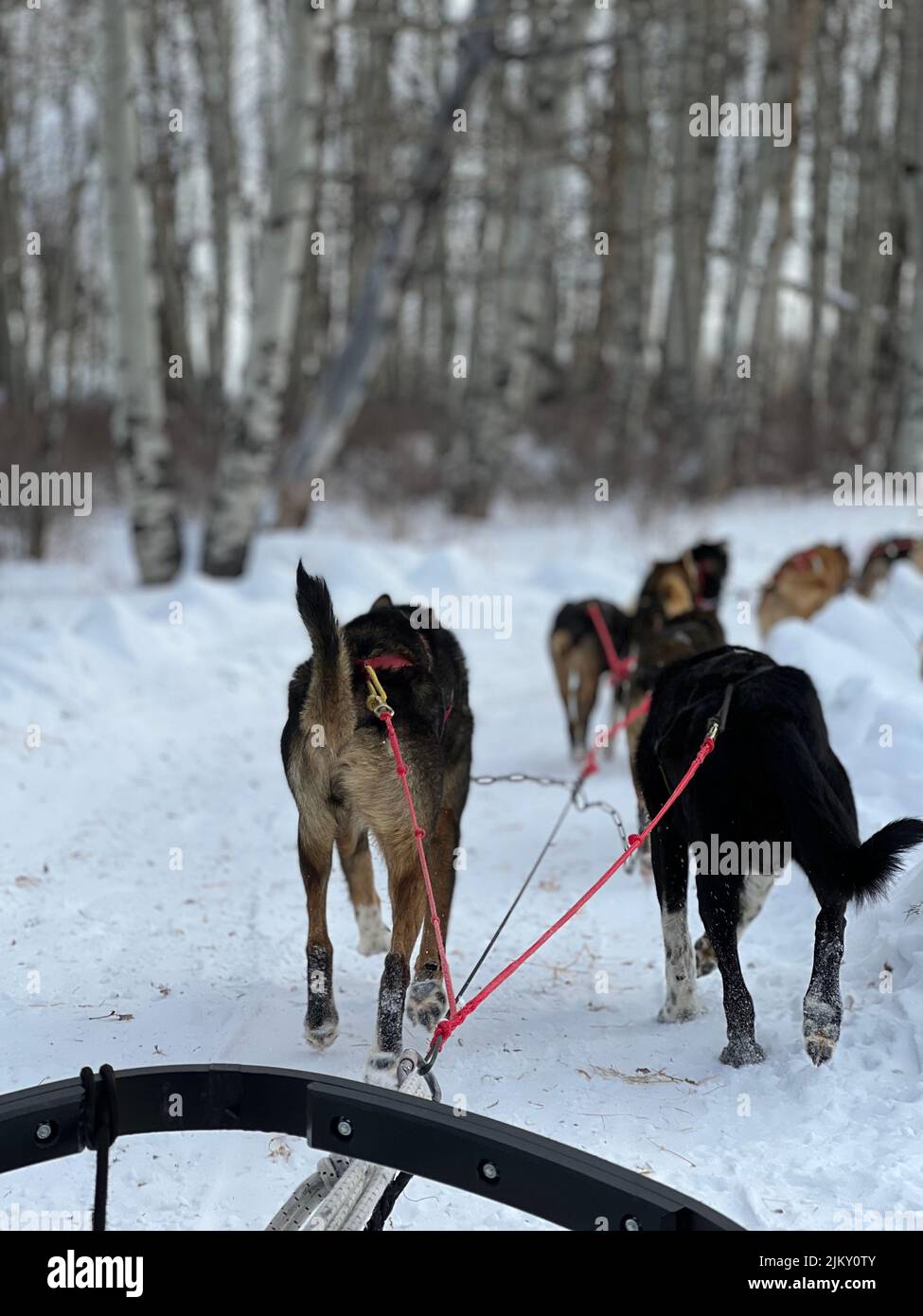 Uno scatto verticale di cani in slitta in una foresta innevata nel Colorado settentrionale Foto Stock