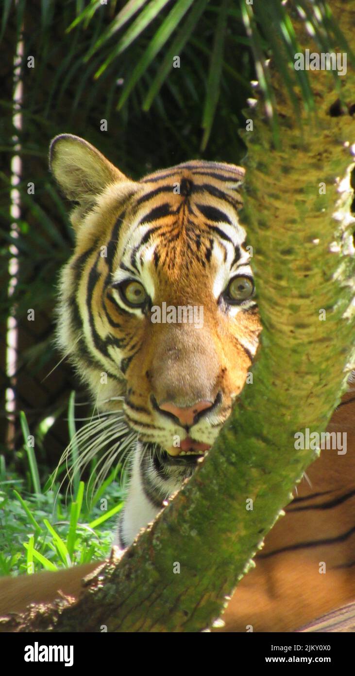 Un colpo verticale di una giovane tigre che giace dietro un albero e che guarda la macchina fotografica Foto Stock