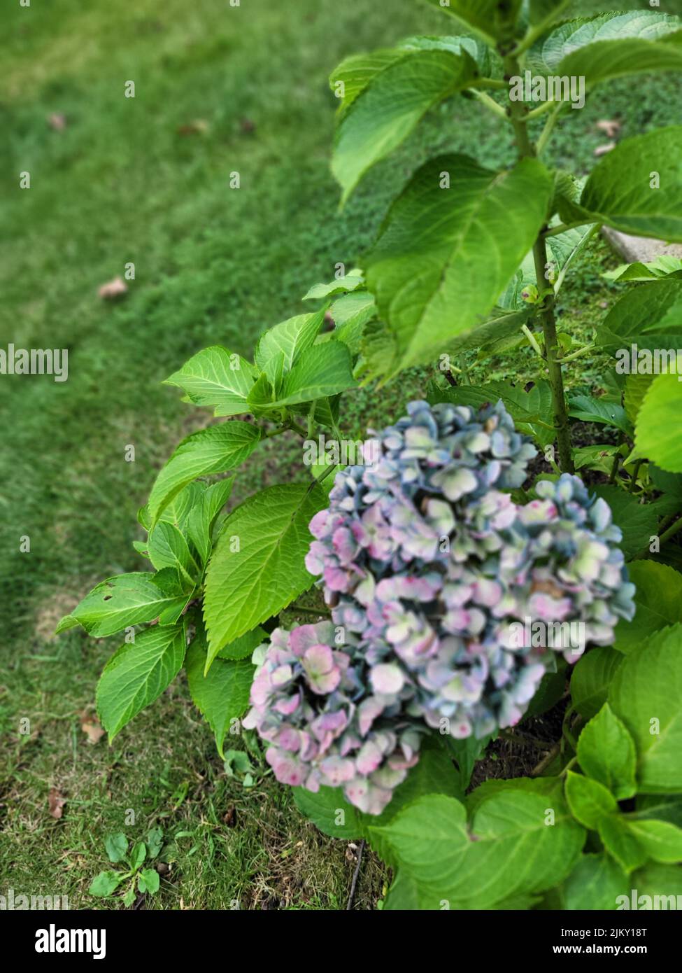 Un primo piano di fiori viola e blu petalati in giardino Foto Stock