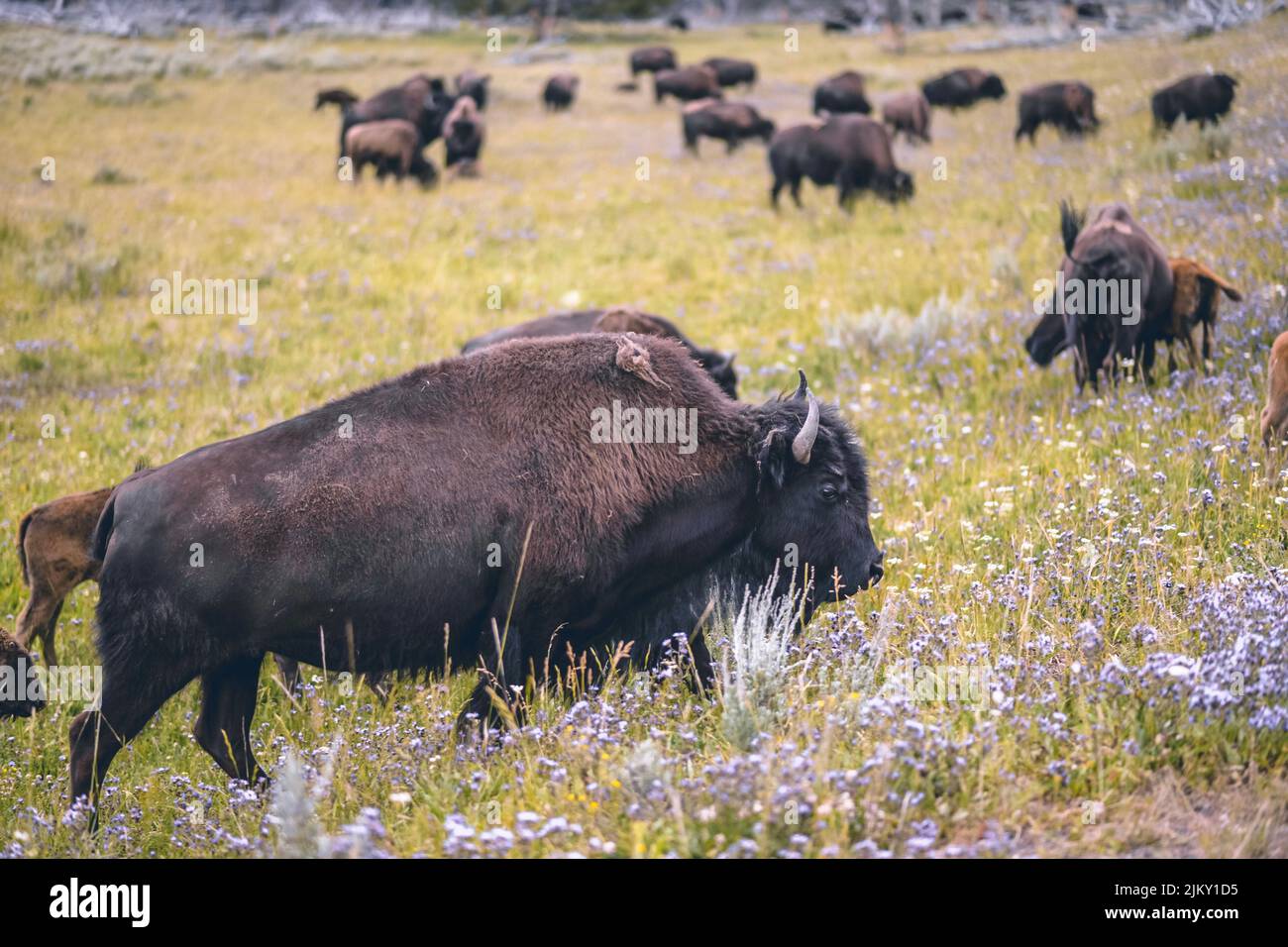 Una mandria di bisoni selvaggi americani in campagna Foto Stock Una mandria di bisoni selvaggi americani in campagna Foto Stock