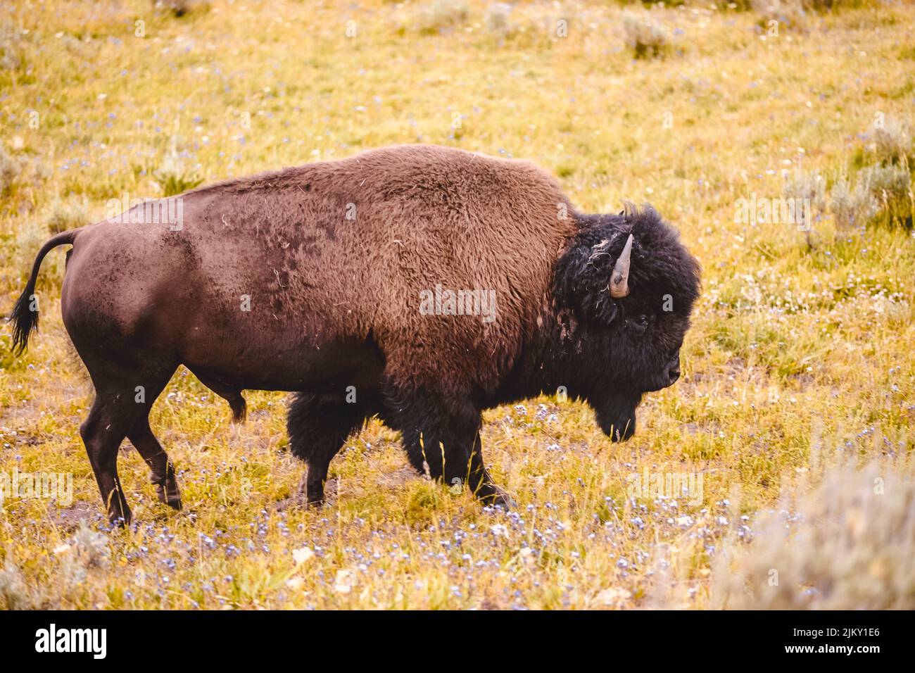 Un bruno selvaggio americano bisonte l'erba nel terreno agricolo Foto Stock