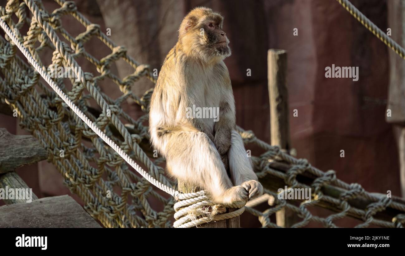 Scimmia berbera (Macaca sylvanus) in uno zoo Foto Stock