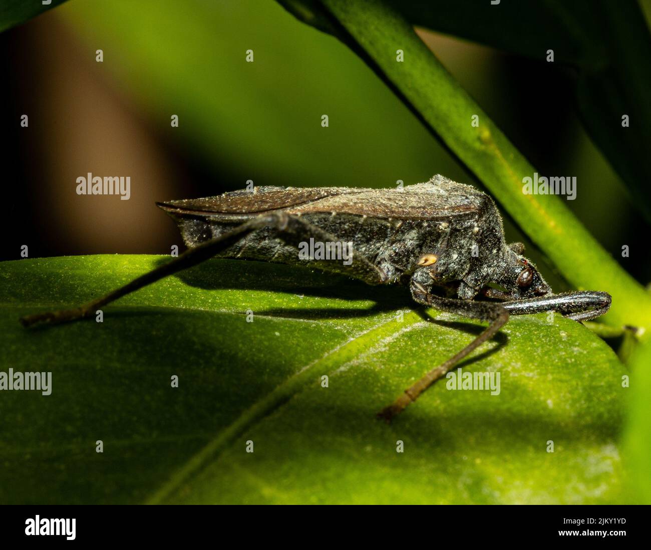 Un primo piano di un insetto selvatico a forma di foglia su una foglia di pianta nella foresta Foto Stock