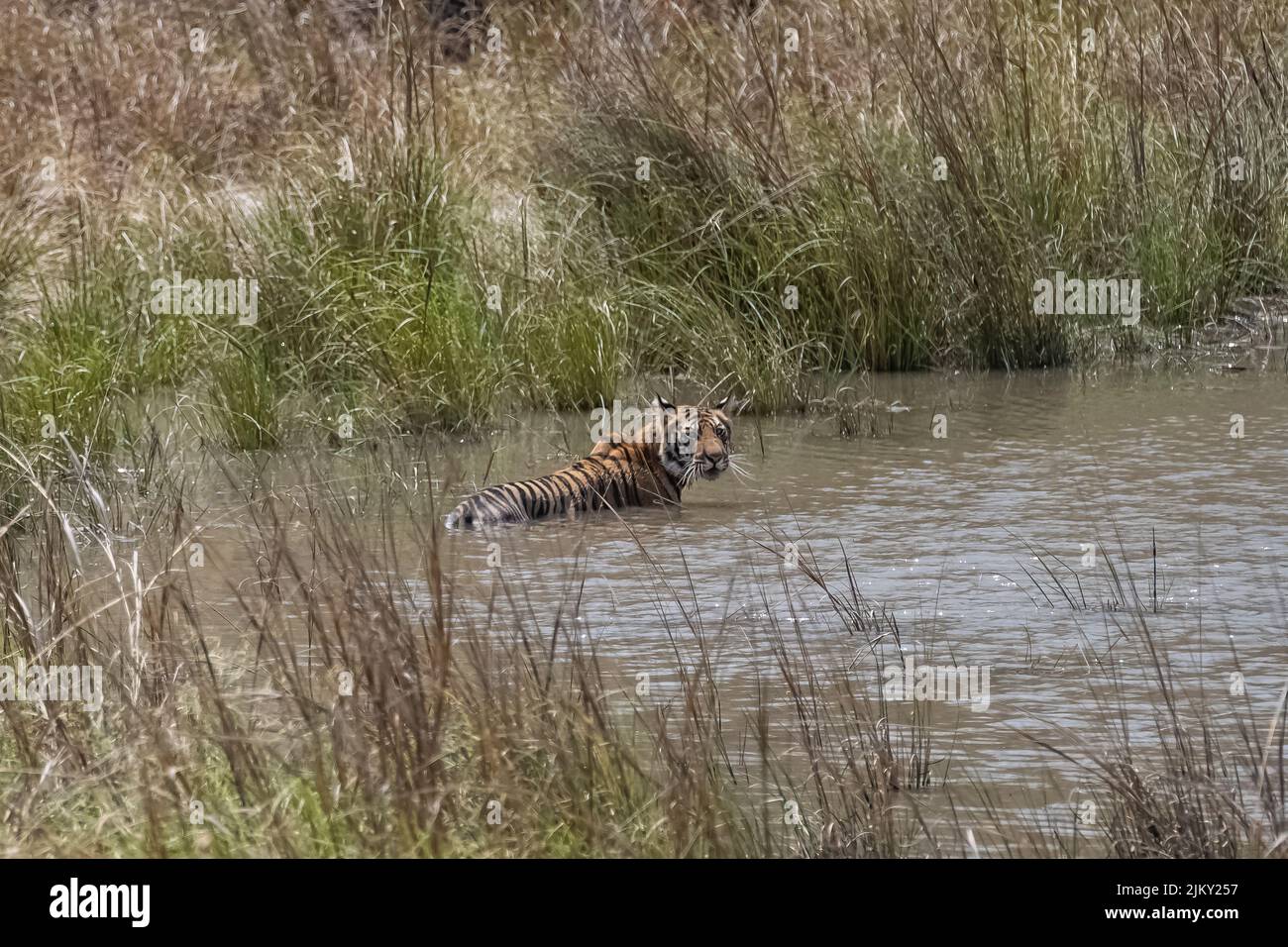 Una tigre che bagna e beve in un lago in India, Madhya Pradesh, con riflessione sull'acqua Foto Stock