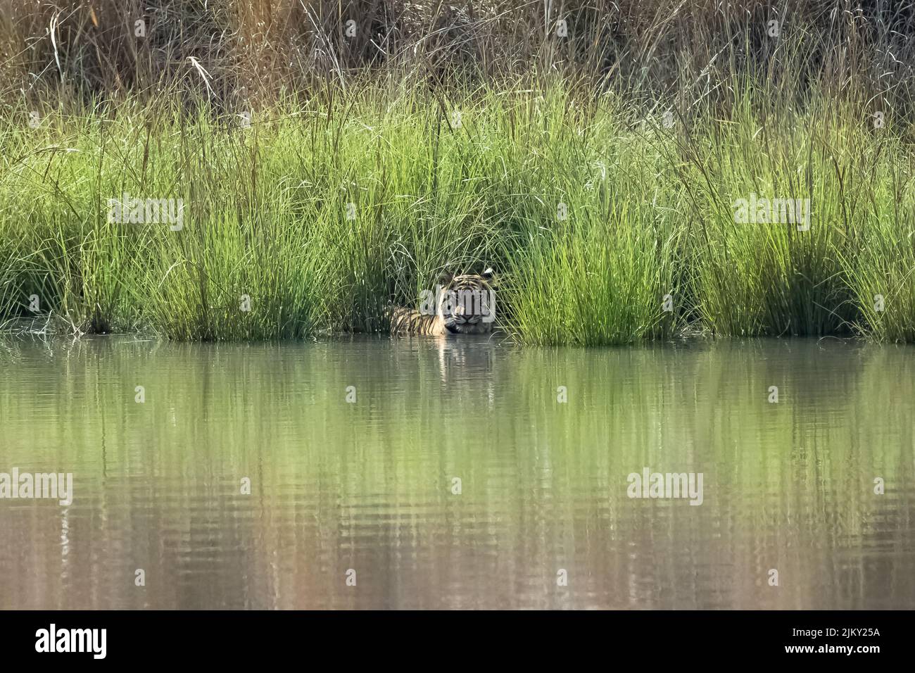 Una tigre che bagna e beve in un lago in India, Madhya Pradesh, con riflessione sull'acqua Foto Stock