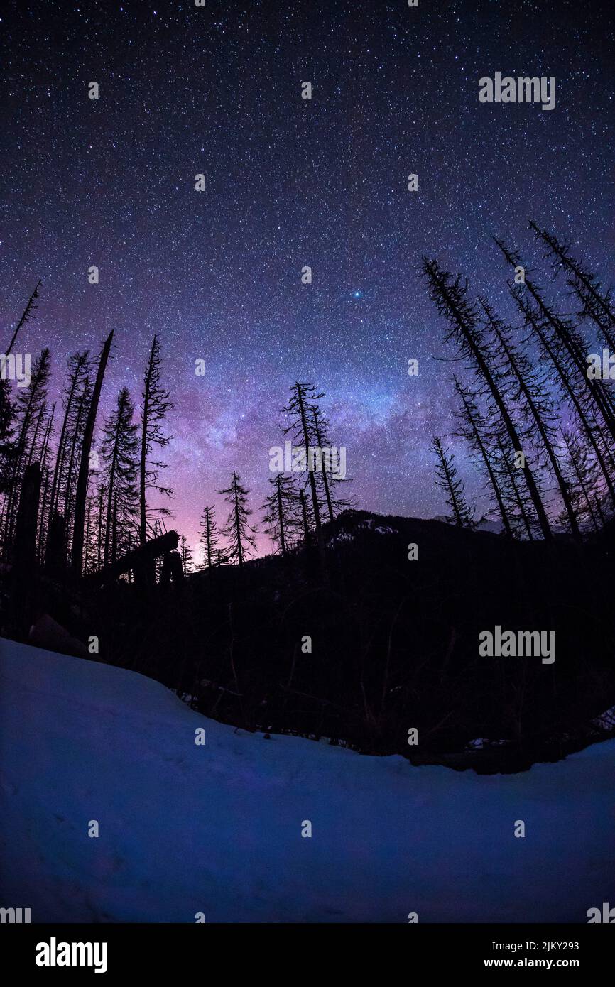 Un'inquadratura panoramica a basso angolo di alberi si silhouette contro il magico cielo stellato Foto Stock