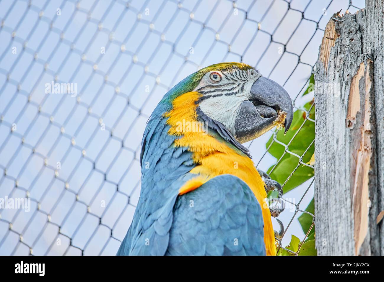 Un primo piano di un bellissimo macaw Foto Stock