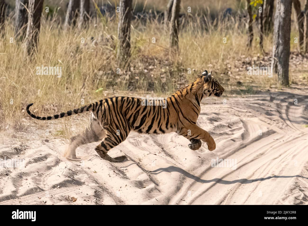 Una giovane tigre che corre dopo una preda nella foresta in India, Madhya Pradesh Foto Stock