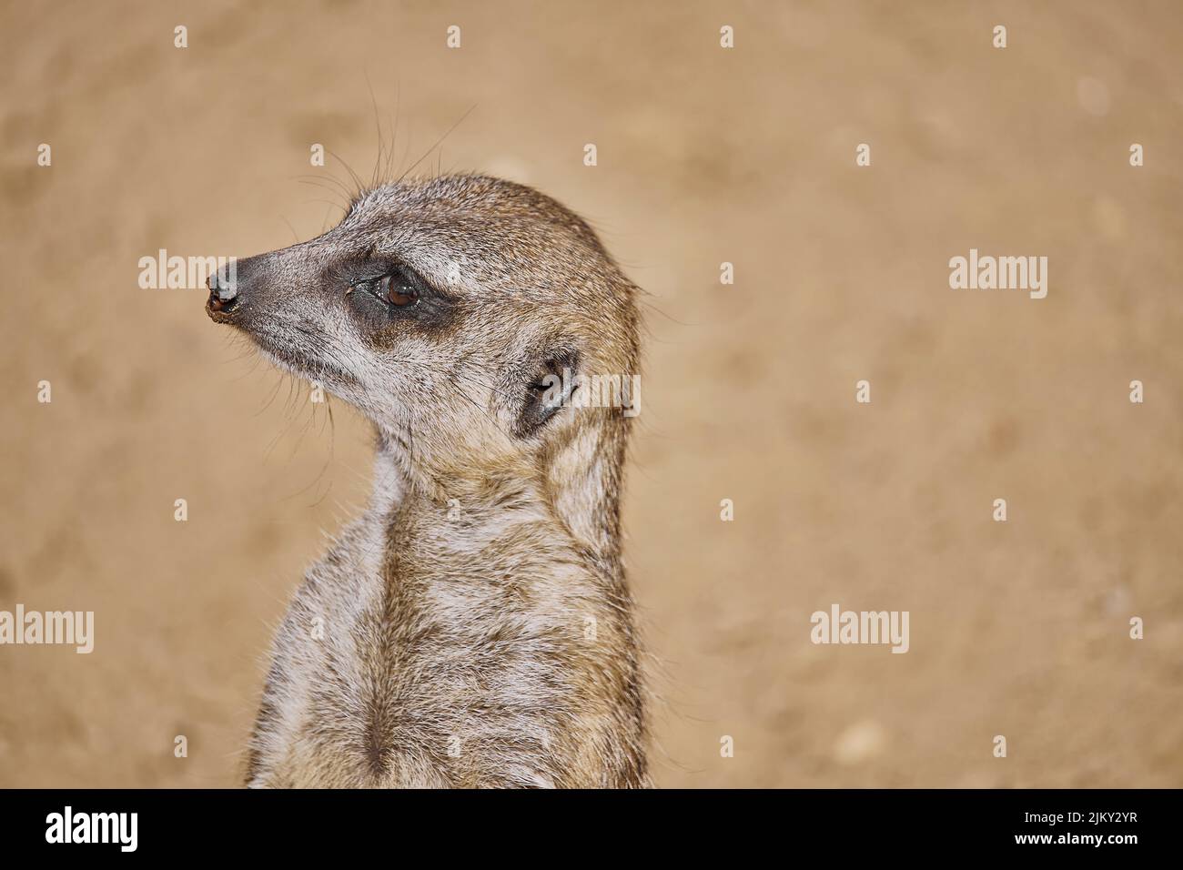 Un primo piano di un meerkat che osserva l'ambiente circostante su uno sfondo sfocato Foto Stock