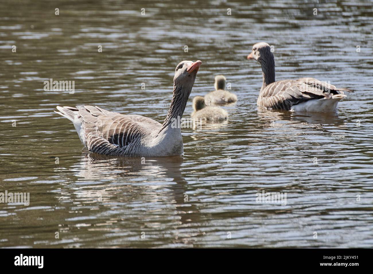 Un gregge di oche selvatiche con pulcini che navigano su un lago calmo Foto Stock