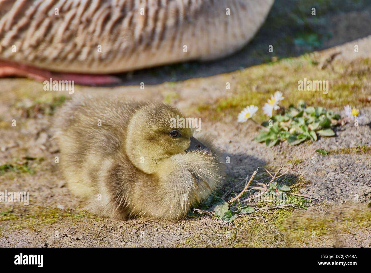 Un primo piano di un giovane gosling sdraiato a terra Foto Stock