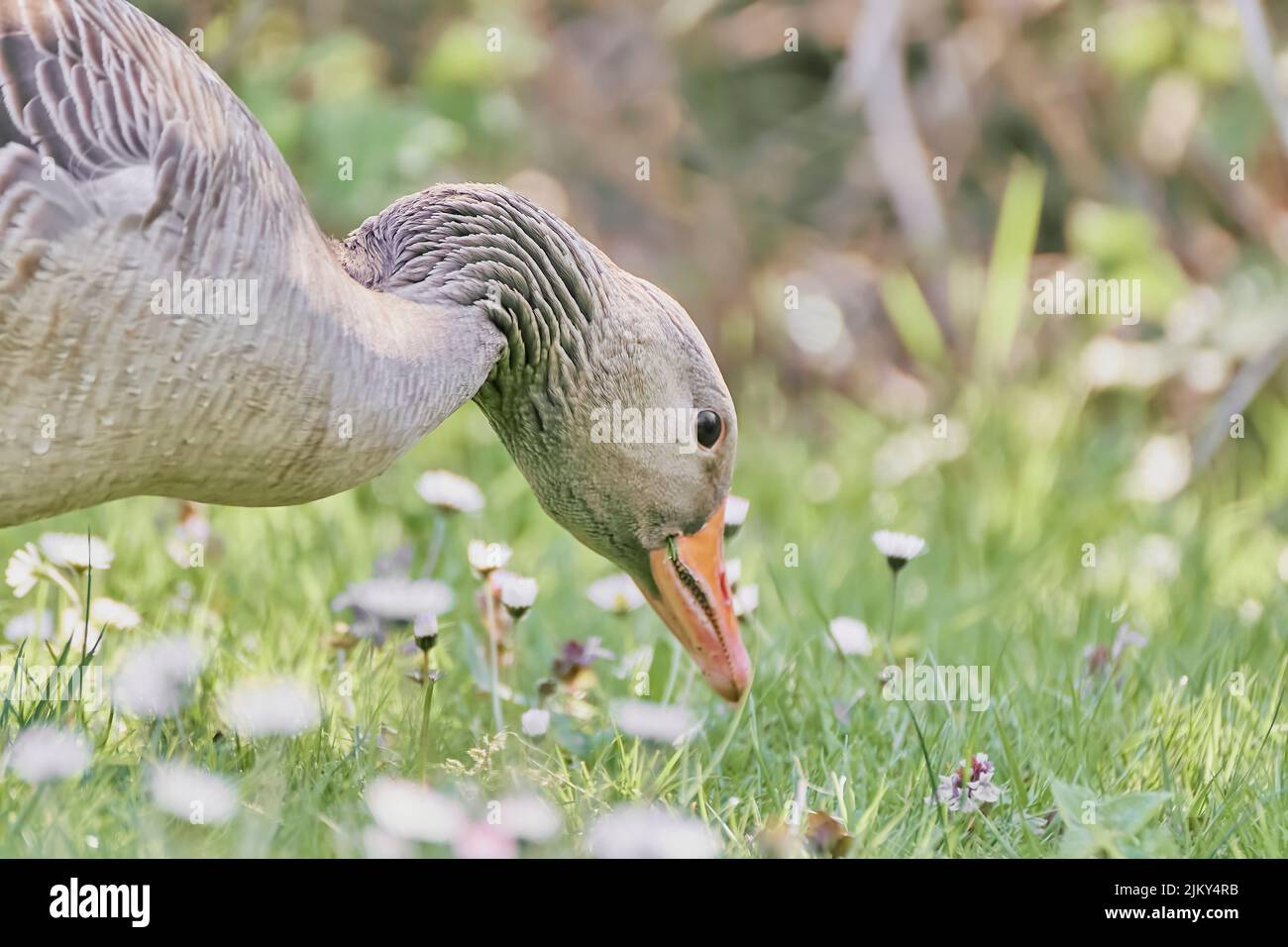 Un colpo di primo piano di un'anatra di mallardo che fora su erbe in un campo Foto Stock