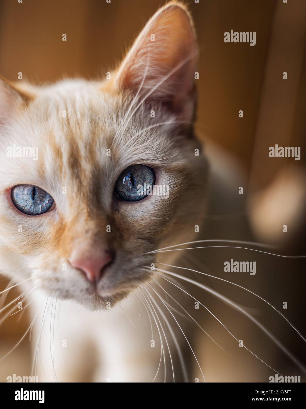 Un ritratto di un bel gatto zenzero con occhio blu Foto Stock