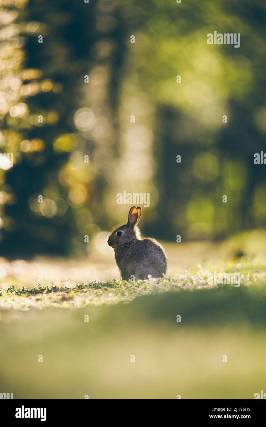 Un piccolo coniglio peloso in piedi sull'erba verde in una giornata di sole Foto Stock