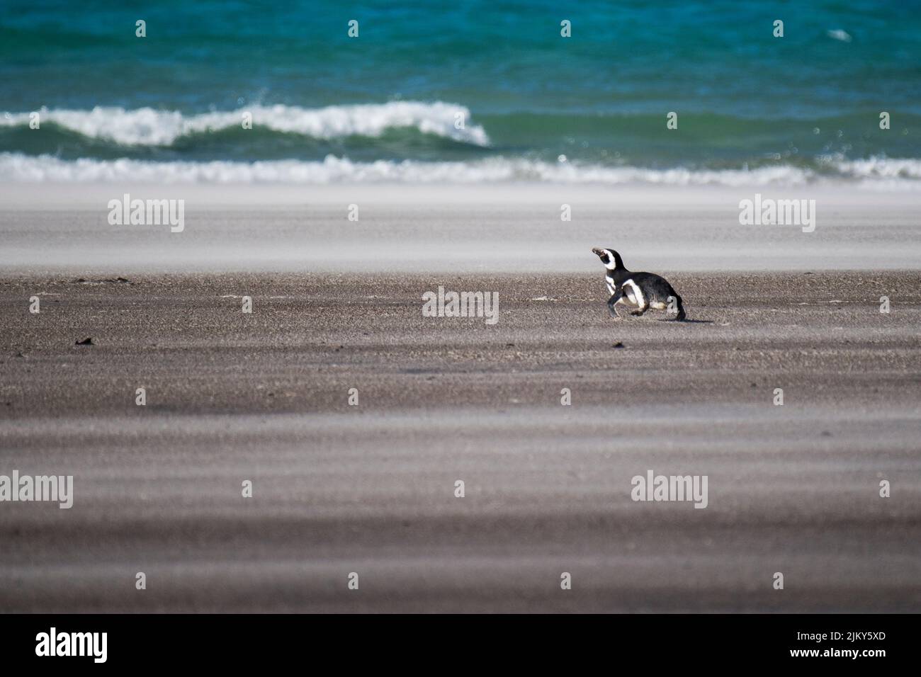 Un pinguino magellanico soleggiato camminare su una spiaggia durante una giornata di sole nelle Isole Falkland Foto Stock