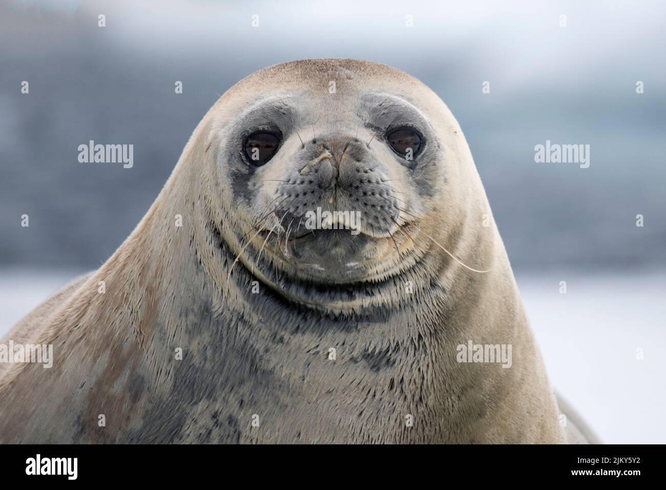 Un primo piano della faccia di una guarnizione su uno sfondo sfocato Foto Stock