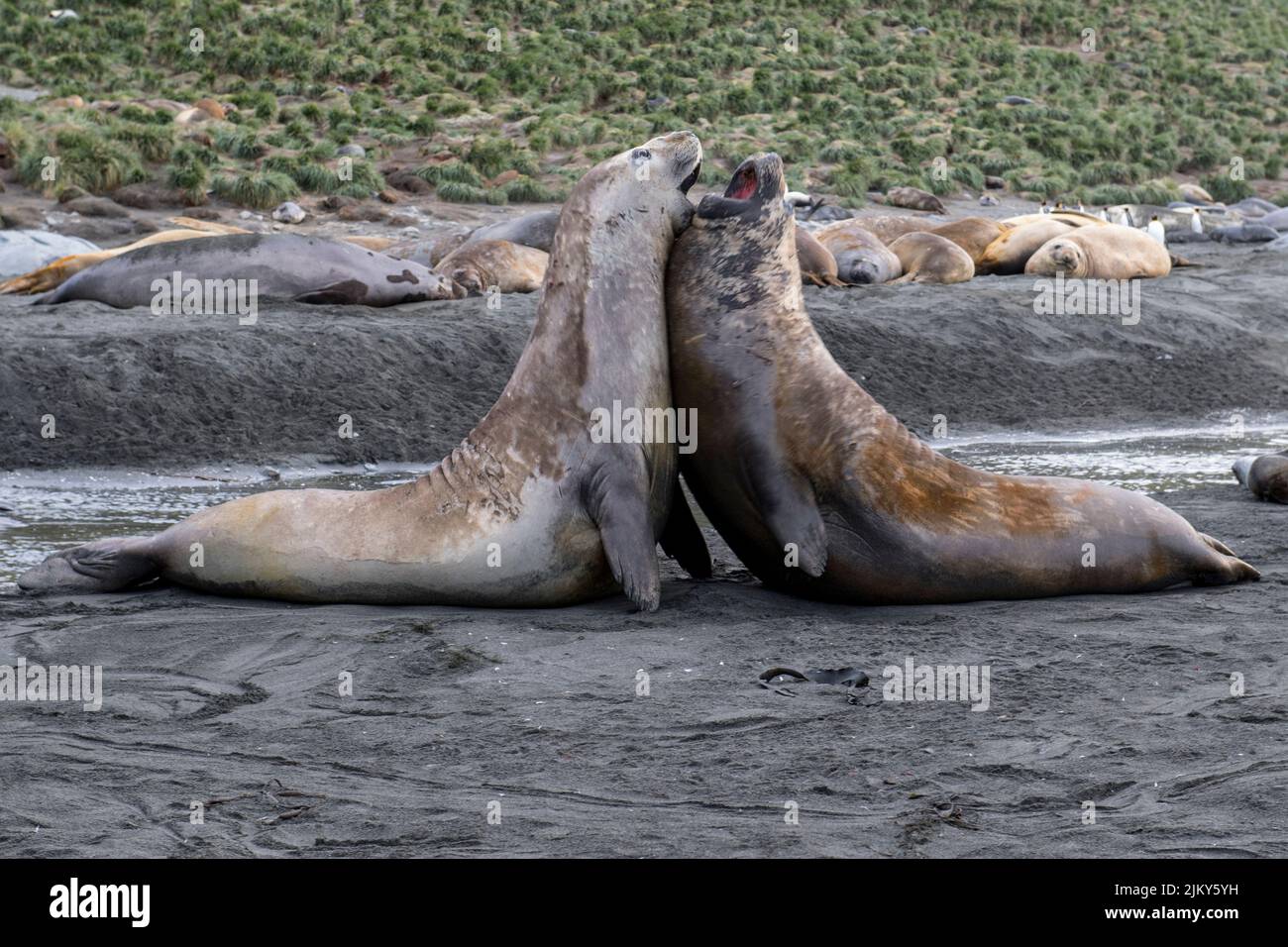 Un paio di elefanti da combattimento sigilla contro un gregge sdraiato sullo sfondo Foto Stock