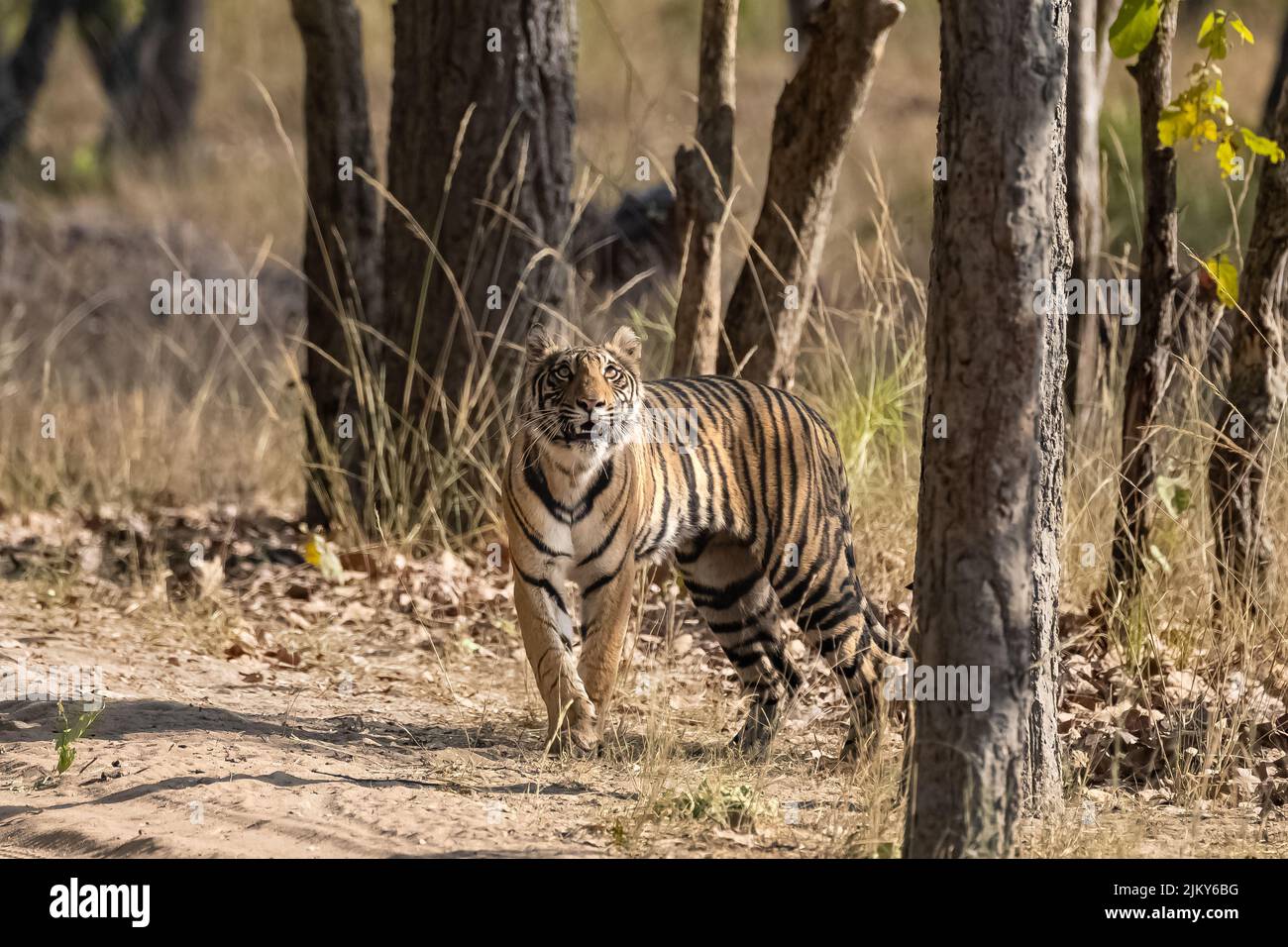 Una tigre che si cura di una preda nella foresta in India, Madhya Pradesh Foto Stock