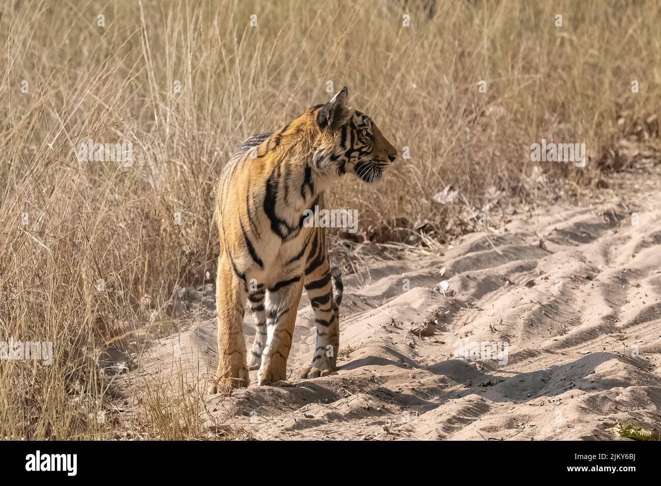 Una tigre che cammina su una strada sterrata nella foresta in India, Madhya Pradesh Foto Stock