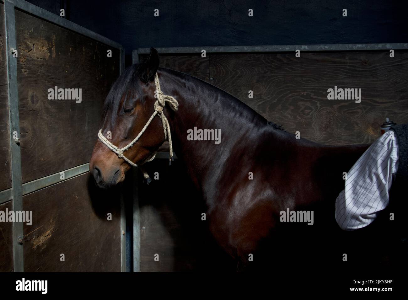 Cavallo a la fiera rurale a Buenos Aires. Argentina. Foto Stock