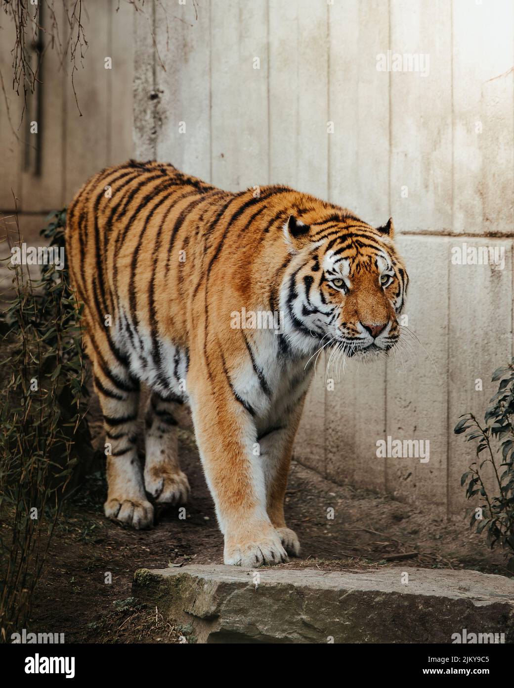 Un primo piano di una tigre siberiana che cammina nella foresta Foto Stock
