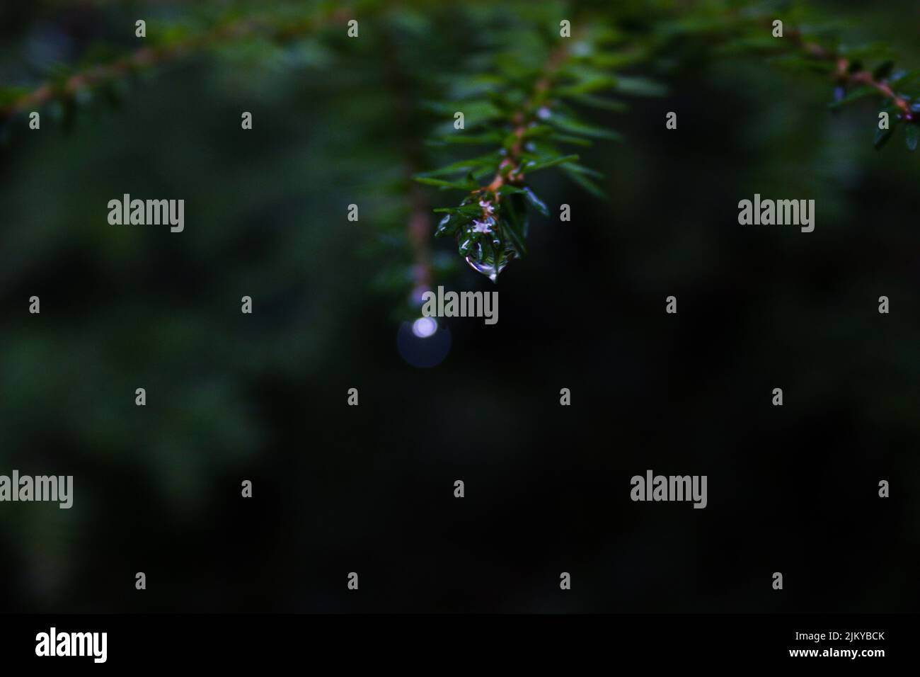 Un closeup di foglie verde scuro con gocce d'acqua Foto Stock