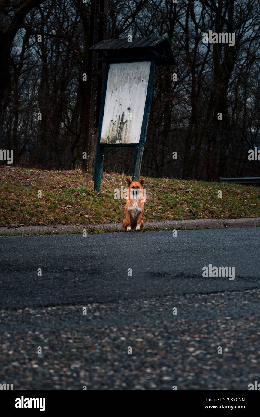 Un colpo verticale di un cane per strada Foto Stock