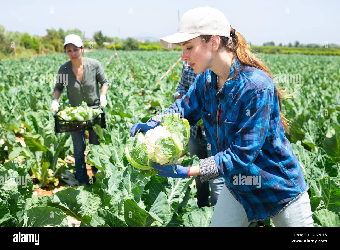 Ritratto di femmina contadino taglio cavolo cavolfiore su campo Foto Stock