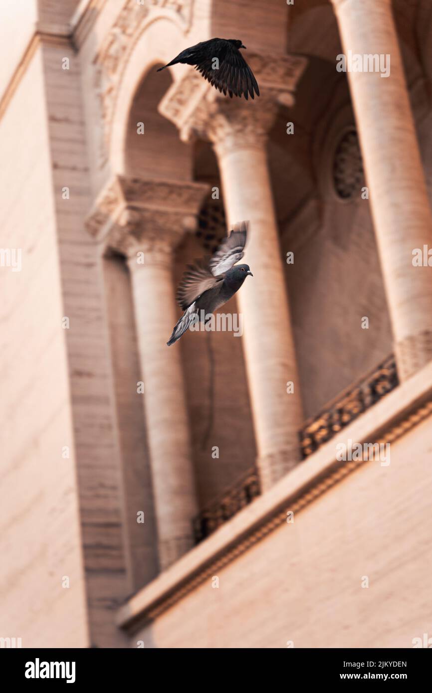 Un colpo verticale di un piccione Foto Stock
