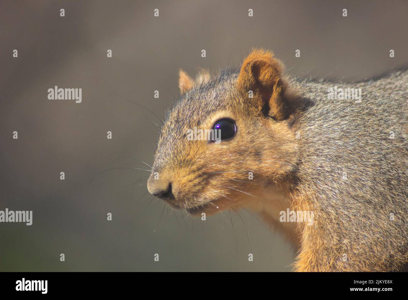 Un primo piano di un piccolo scoiattolo in una giornata di sole Foto Stock