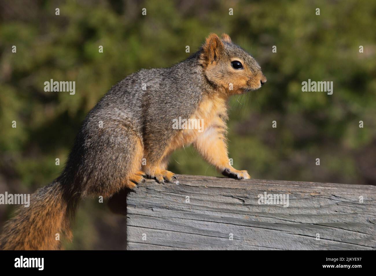Un primo piano di un piccolo scoiattolo su una superficie di legno Foto Stock