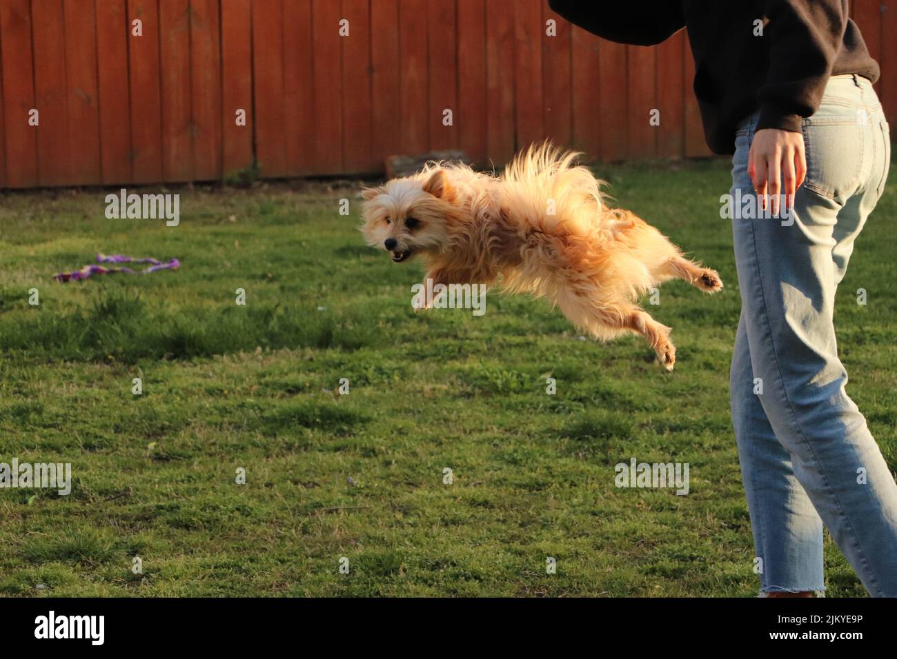 Un terrier australiano marrone che gioca con il suo proprietario nel giardino Foto Stock