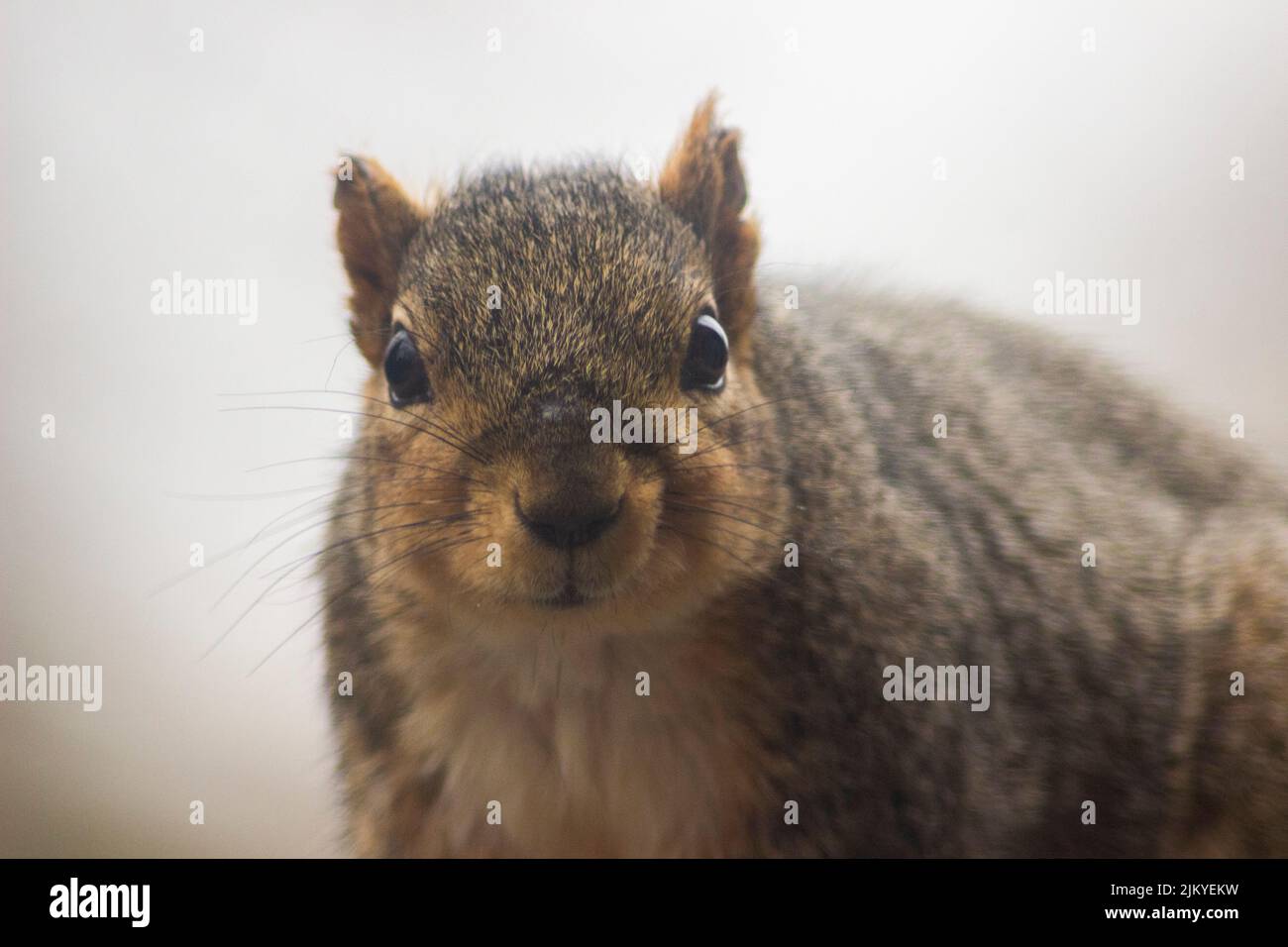 Un primo piano di un piccolo scoiattolo su uno sfondo bianco Foto Stock