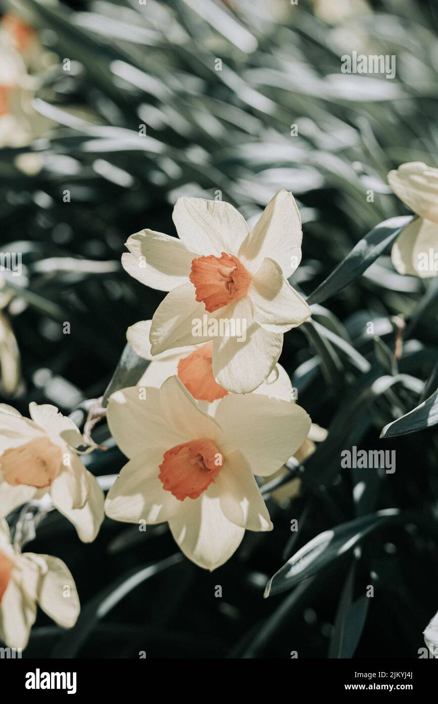 Una foto selettiva di daffodil a fiori di mazzo che fiorisce in giardino in una giornata di sole con sfondo sfocato Foto Stock