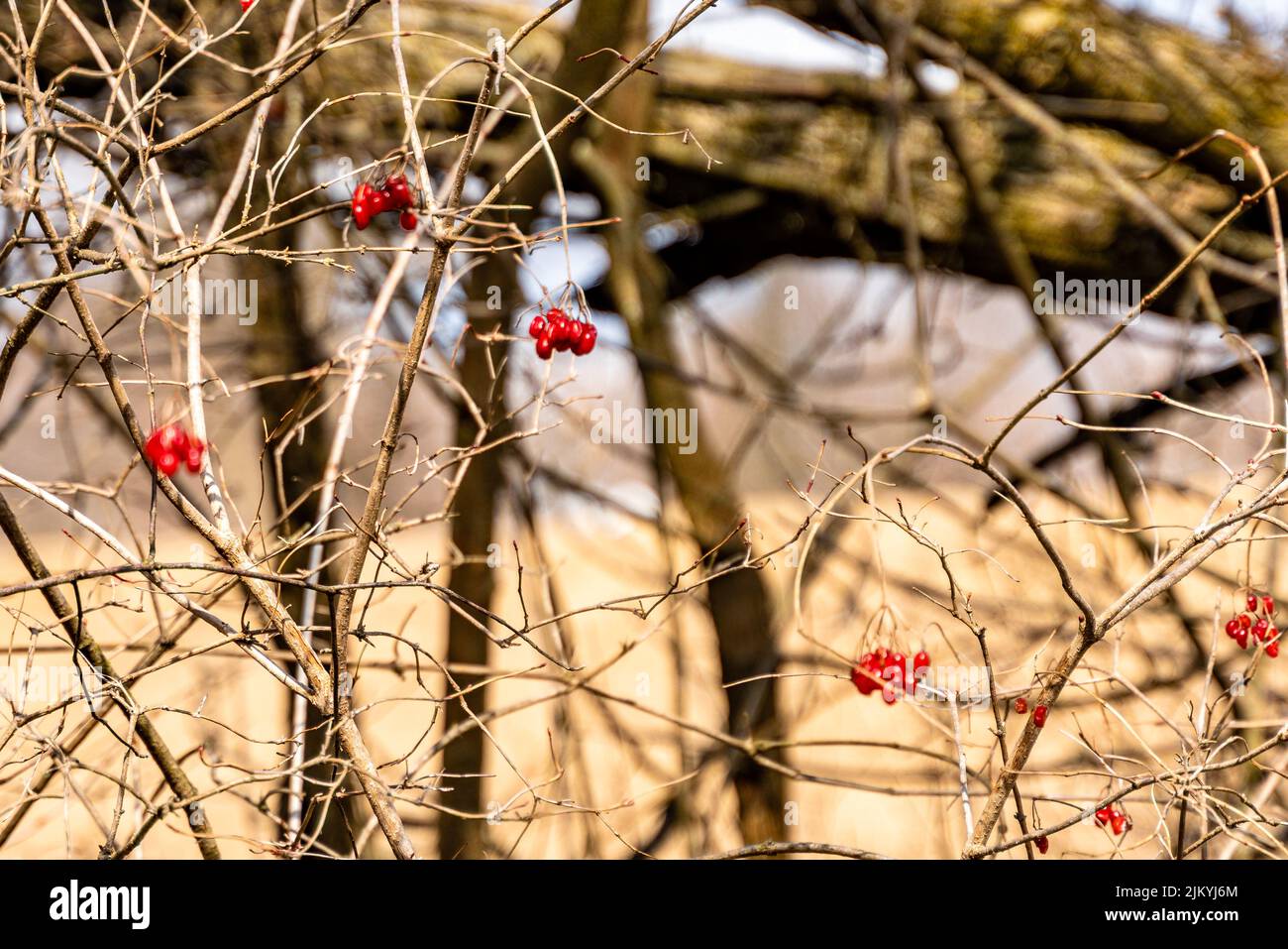 Un concentrato selettivo di bacche rosse sui ramoscelli alla luce del sole con sfondo sfocato a Marshall Riverwalk, Michigan, Stati Uniti Foto Stock